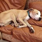 @Kennel Boynton Beach Florida@